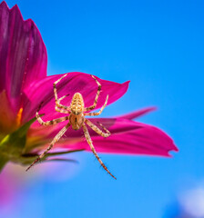 Garden spider on a pink dahlia blossom