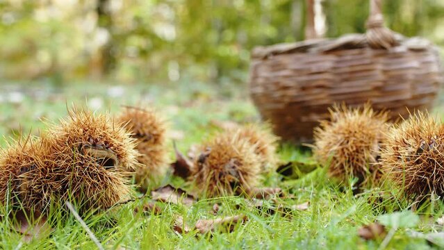 Hand collects chestnut urchins in the nature 