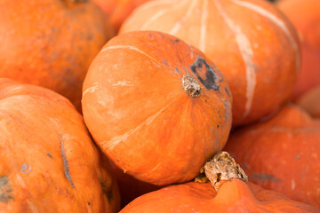 Eco-friendly pumpkin after harvest. Fresh and natural pumpkin on the farm. Orange pumpkin background