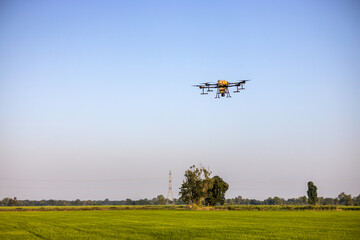A view of a drone flying against the blue sky during the day to spray pesticides over the green...