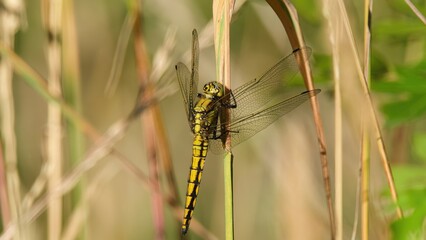 dragonfly on grass