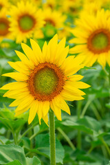 Beautiful landscape with sunflower field over blue sky. Nature concept.