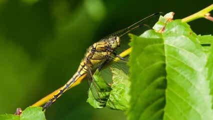 dragonfly on a leaf