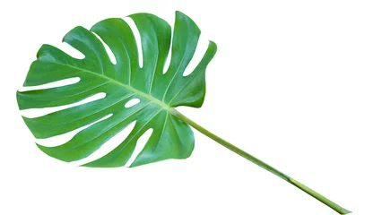 Foto op Aluminium Monstera Fresh monstera leaf isolated on white background with clipping path.