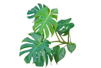 Fototapeta na wymiar Fresh monstera leaf isolated on white background with clipping path.