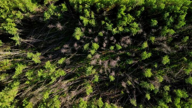 Luftaufnahme Video Zoom mit Nadelwald, der w&auml;hrend eines Sturms stark besch&auml;digt wurde, Deutschland