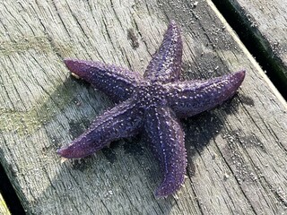 starfish on wooden background