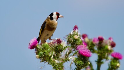 goldfinch on the flower