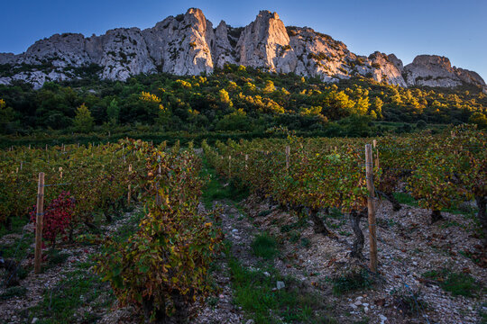beautiful landscape of the dentelle de montmirail , small mountains in provence France with vineyards in fore ground, taken at Beaume de Venise , vaucluse , France