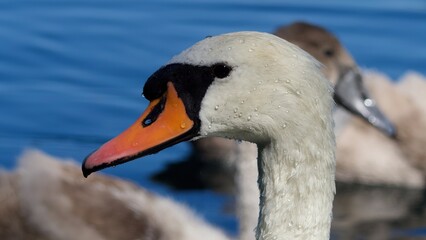 swan portrait