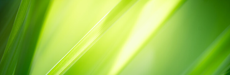 Nature of green leaf in garden. Natural green leaves plants using background cover page environment ecology or greenery wallpaper