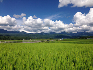 Fototapeta premium 青空の下、水田の先に夏の八ヶ岳