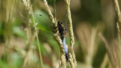 dragonfly on the grass