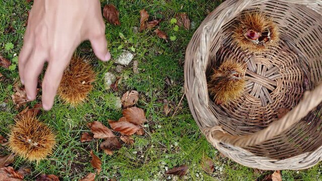 Hand collects chestnut urchins in the basket