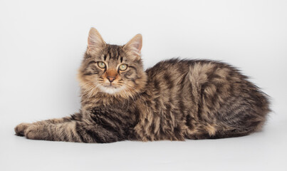 portrait of a cat