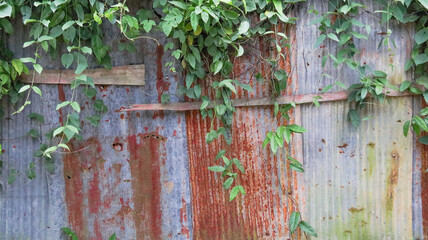 Brown rusty metal fence covered by green vines due to being installed for long time and its owner did not take care of 