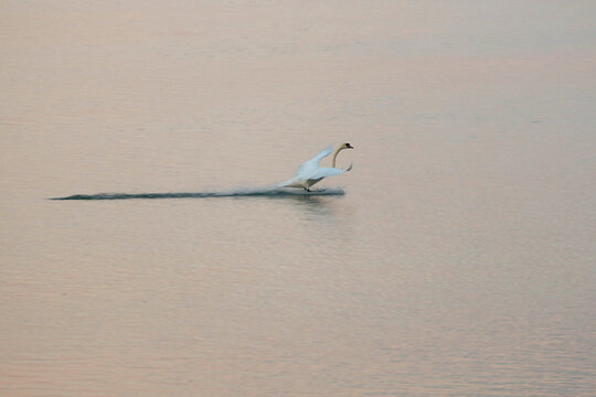 Landender Schwan im See