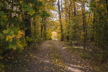the road through the autumn forest