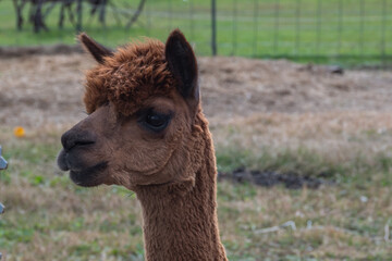 Obraz premium Alpaca