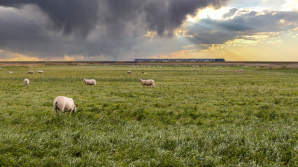 Schafe auf einer Wiese bei Morsum, im Hintergrund ein Zug auf dem Hindenburgdamm