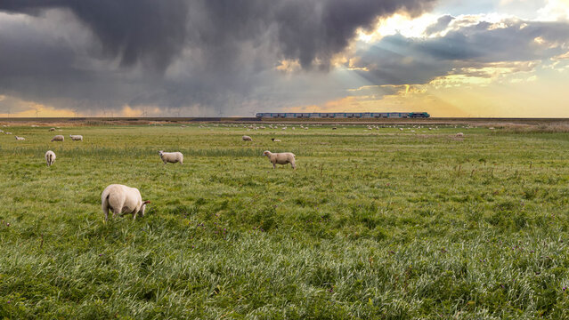 Schafe auf einer Wiese bei Morsum, im Hintergrund ein Zug auf dem Hindenburgdamm