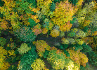Autumn Leaves in the Background Photo, Yedigoller Bolu, Turkey