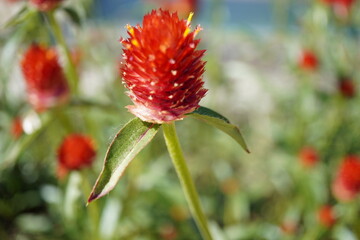 千日紅ストロベリーフィールドの写真