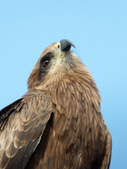 portrait photo of black kite, expressions and emotions of bird