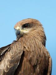 portrait photo of black kite, expressions and emotions of bird
