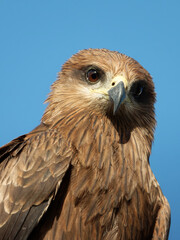 portrait photo of black kite, expressions and emotions of bird