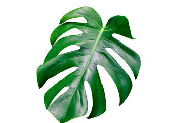 Big fresh monstera leaf. Leaf of a tropical plant monsters
