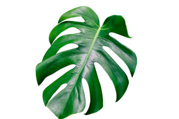Big fresh monstera leaf. Leaf of a tropical plant monsters