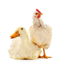 White duck and chicken.