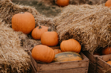 Ripe fresh autumn pumpkins on a farm for Halloween carving. Fall seasonal harvest for pumpkin pie or spooky jack o lantern. Fun Halloween traditions.
