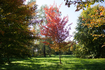 Jesień, czerwone liście w parku. 