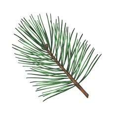 Pine branch watercolor illustration. Pine tree branch. 