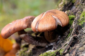 Grzyby © Krzysztof