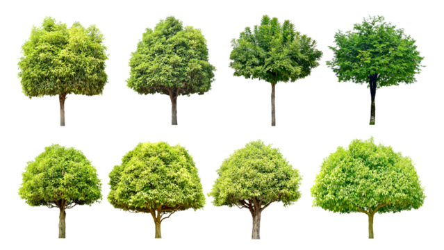 Collection Trees and bonsai green leaves and light yellow. total 8 trees.	