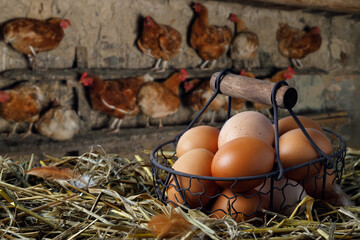 eggs in basket on hay and hens in chicken coop © alter_photo