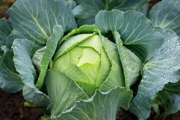top view of cabbage with water drops in the garden ready to harvest