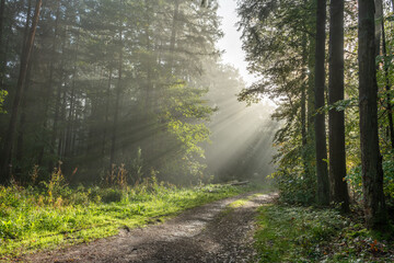 Rays of sunlight through the fog in a mountain forest in autumn.