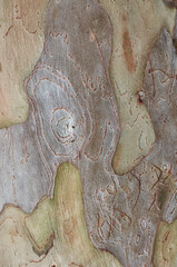close-up macro view of tree bark, guava tree outer layer texture background, natural abstract wallpaper