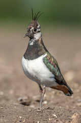 Nesting northern Lapwing (Vanellus vanellus) on a cultivated field in an agricultural plain.