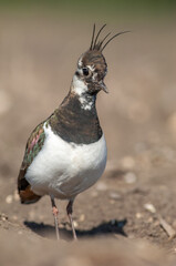 Nesting northern Lapwing (Vanellus vanellus) on a cultivated field in an agricultural plain.