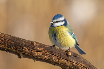 Blue tit (Cyanistes caeruleus) perched on a branch in the forest.