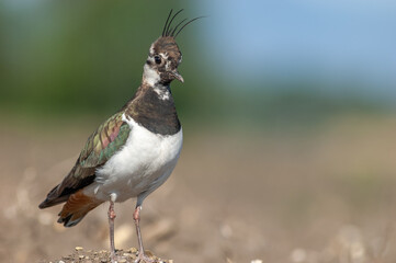 Nesting northern Lapwing (Vanellus vanellus) on a cultivated field in an agricultural plain.