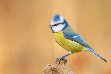 Blue tit (Cyanistes caeruleus) perched on a branch in the forest.