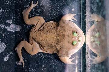Top view close up  of budgett frog in the water tank with real light.