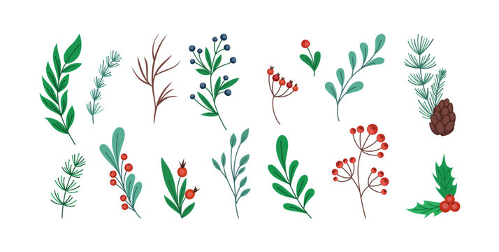 Christmas branch. Holly twig. Pine stems and cones. Hand drawn winter plant sketch. Mistletoe leaves and flowers. Rowan berries. Doodle floral botanical. Vector illustration elements set