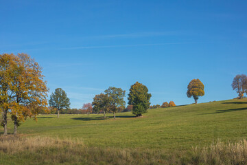 Trees on the meadow in autumn season.Sunny day.